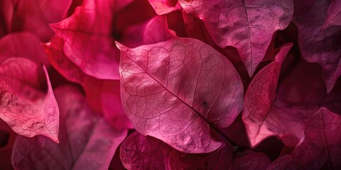 Wall Mural - Softly focused crimson bougainvillea petals in natural light