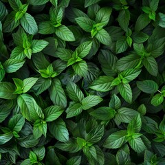 Wall Mural - Many fresh peppermint leaves texture background, fragrant spices pattern, Mentha piperita mockup