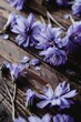 © vefimov - A close up of purple flowers on a wooden surface. The flowers are scattered and some are wilted. Scene is serene and peaceful, as the flowers are still beautiful despite their wilted state