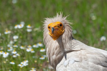 Egyptian Vulture