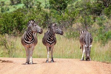 Two Zebras looking at a third standing on a dirt road