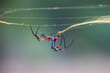 © Richard - Spider spinning a web with blurred background