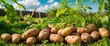 © Qbertstudio - Vibrant garden scene featuring freshly harvested potatoes on lush green grass under sunny sky, showcasing nature's bounty and agricultural practices