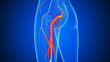 © Cinefootage Visuals - The medical concept of sciatic nerve pain