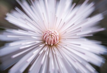 Canvas Print - Zoom Burst A close up of a flower with the image zooming in to c