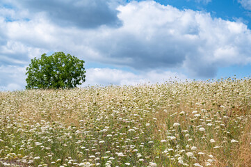 Meadow with wild carrot, yarrow and hogweed flowers, blooming wildflower field with a tree, blue sky and clouds, nature in summer, environment and ecology concept