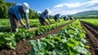 © Pinklife - Multiple farmers are busy aligning and taking care of green plants in a vast, sunlit agricultural field, highlighting teamwork and precision in agricultural practice.