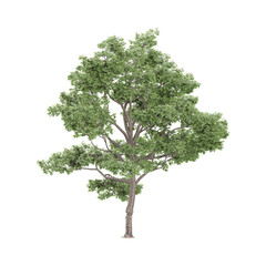 3d rendering of Cottonwood  plant isolated on transparent Canvas