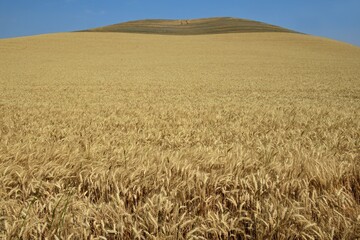 wheat fields in the rolling hills of the palouse prairie on a sunny summer day near pullman,  eastern washington