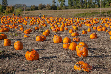many pumpkins at pumpkin patch u-pick farm where people of all ages and genders can pick the pumpkin