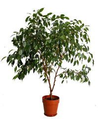 A vibrant Ficus tree placed in a terracotta pot enhances the indoor ambiance with its lush, vibrant greenery