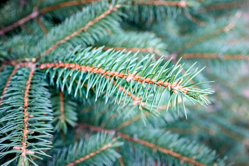 Wall Mural - Green sprout of the European spruce. Picea abies, the Norway spruce or European spruce species of spruce native to Northern, Central and Eastern Europe.