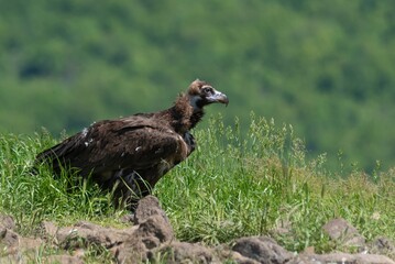 Cinereous Vulture