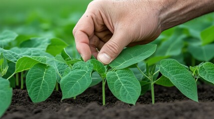 Poster - A person is picking a plant from the ground in an open field, AI