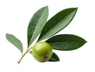 Olive Branch with Green Fruit and Leaves, Isolated on White or Transparent PNG, Mediterranean Culinary and Peace Symbol