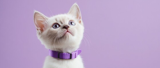 A white kitten wearing a purple collar is looking up at the camera