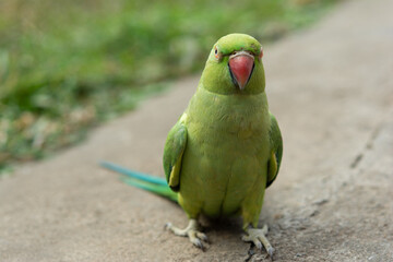 Green Indian Ringneck Parrot walks on ground amidst greenery background, Rose-ringed Parakeet, Сlose-up of Indian traditional green parrot species. with copy space