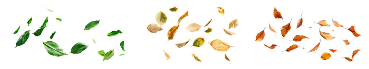 Wall Mural - PNG floating leaves, nature set