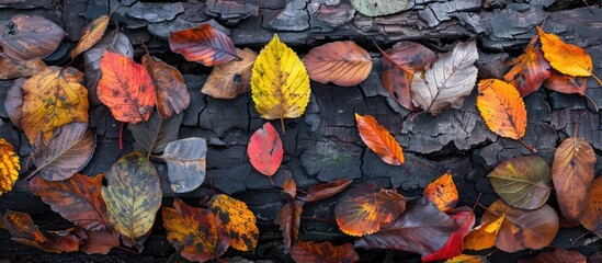 Fototapete - fallen autumn foliage and leaves on weathered wood. with copy space image. Place for adding text or design