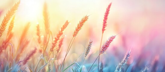 Aufkleber - Wheat field at sunset with a blurred vintage background in pastel tones. with copy space image. Place for adding text or design