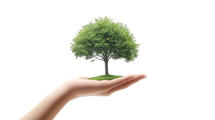 Hand Holding Green Tree Growing from Grass  Sustainability Concept