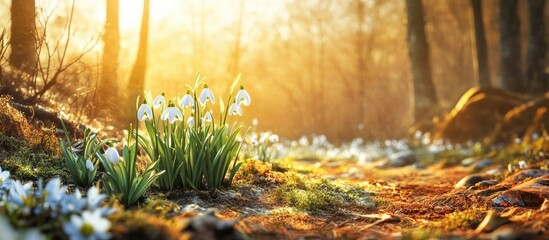 Aufkleber - Snowdrop blooms in a spring forest. with copy space image. Place for adding text or design