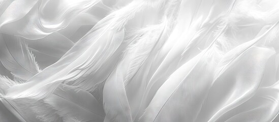 Wall Mural - background of white silk feathers with soft chiffon curves and waves. with copy space image. place f