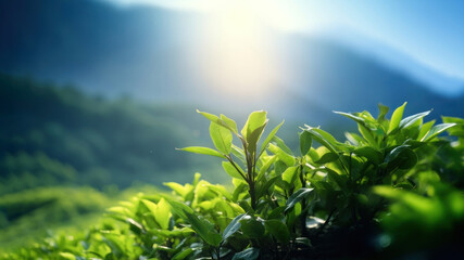 Sticker - a photo of photography of tea plant tree, nature light.