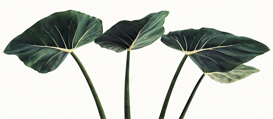 Wall Mural - Alocasia black velvet Leafy house plants on a light backdrop Evergreen tropical plant Cultivation and maintenance of house plants Hobby Selective focus Copy space
