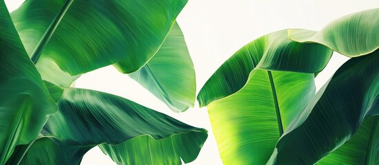Poster - Banana leaves featuring copy space