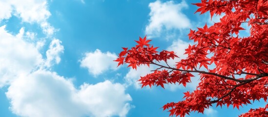 Leinwandbilder - Japanese maple against a blue sky backdrop Red Japanese maple in the garden Street photo with no people selective focus copyspace for text