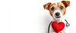 © vxnaghiyev - A clever Jack Russell Terrier with a stethoscope around its neck gazes up at an empty white banner while holding a red heart It is set against a white background. with copy space image