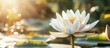© vxnaghiyev - White lotus flower or water lily illuminated by morning sunlight in the background. with copy space image. Place for adding text or design