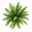 © Rawpixel.com - Lush green fern plant topview