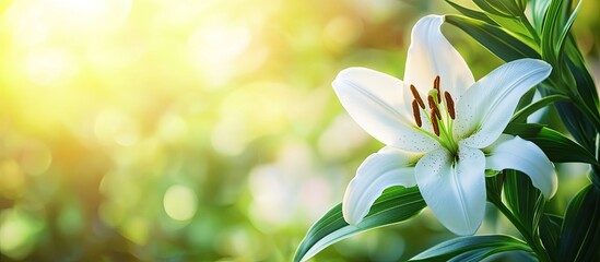 Poster - White lily flower on a sunny day in the garden with copyspace