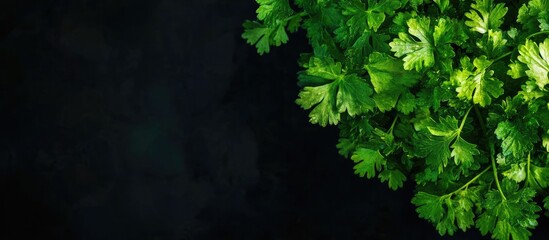 Aufkleber - Top view of a fresh coriander herb plant Cultivating your own herbs at home. with copy space image. Place for adding text or design