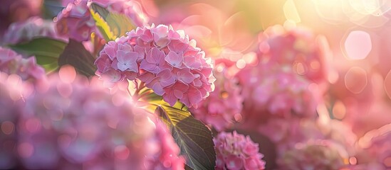 Wall Mural - Summer blooming hydrangeas with selective focus shallow depth of field softened tones illuminated with heart shaped bokeh in the background and a pastel gentle card. with copy space image