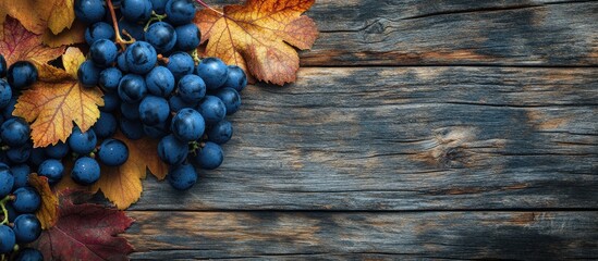 Poster - Close up of blue grapes and vibrant grape leaves on a weathered wooden surface Background features copyspace