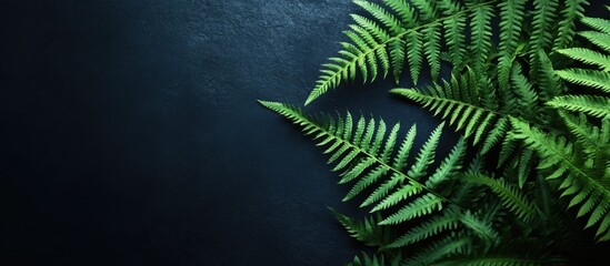 Fototapete - Beautiful green fern on a dark background flowers and plants. with copy space image. Place for adding text or design