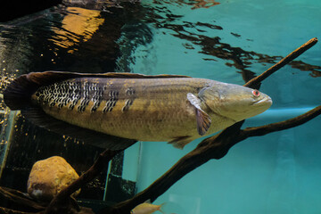 Wall Mural - Emperor snakehead. Channa marulioides fish.