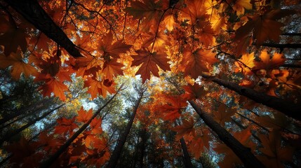 Wall Mural - A captivating view of autumn leaves against a backdrop of tall trees.