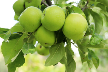 ripe green apples on tree branch