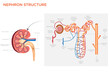 © Papia - Nephron Structure The Functional Unit of the Kidney Responsible for Filtration and Excretion