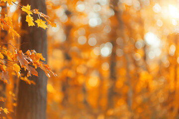 Wall Mural - autumn forest background with blurred golden leaves and sunlight. beautiful autumn nature scene. aut