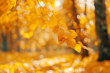 Wall Mural - autumn forest background with blurred golden leaves and sunlight. beautiful autumn nature scene. aut