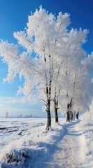 Canvas Print - Frost-Covered Trees on a Cold Winter Day  