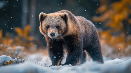 A brown bear walking through a snowy landscape in a forest.