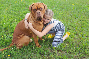 A huge dog with a child. A girl with a pet. A girl hugs her pet, a Bordeaux dog