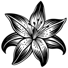 Wall Mural - lily vector.Cute hand drawn flower vector illustration in black outline and white plane. Cute hand drawn flower vector illustration in black outline and white plane on white .flower vector.flower logo