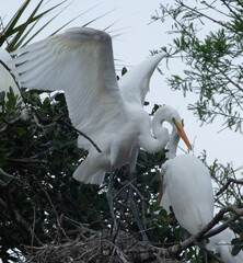 White Heron in a tree